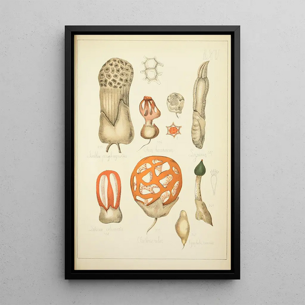 Historia natural de los hongos Pl65 - Guillaume Sicard — cuadro enmarcado en la pared