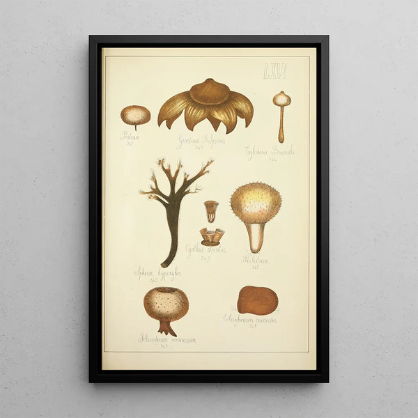 Historia natural de los hongos Pl66 - Guillaume Sicard — cuadro enmarcado en la pared