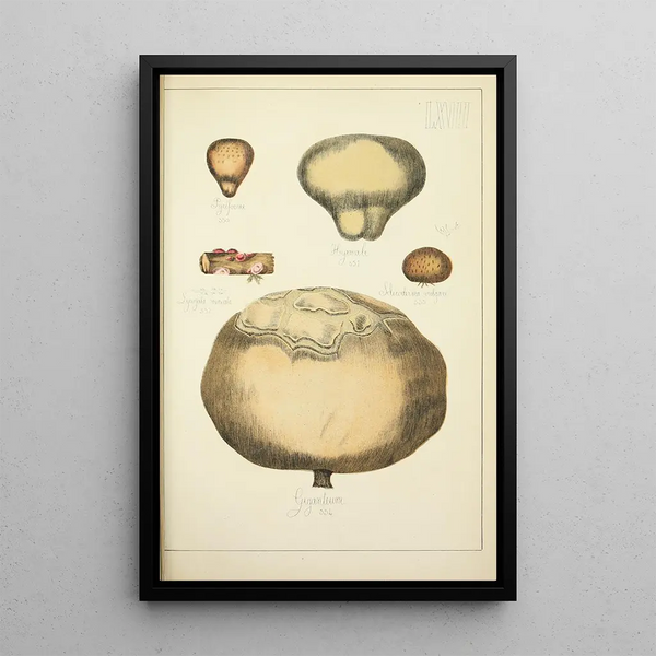 Historia natural de los hongos Pl67 - Guillaume Sicard — cuadro enmarcado en la pared