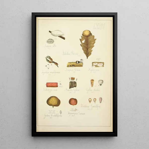 Historia natural de los hongos Pl68 - Guillaume Sicard — cuadro enmarcado en la pared