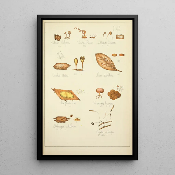 Historia natural de los hongos Pl70 - Guillaume Sicard — cuadro enmarcado en la pared