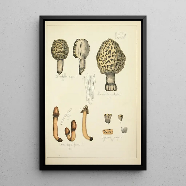 Historia natural de los hongos Pl71 - Guillaume Sicard — cuadro enmarcado en la pared
