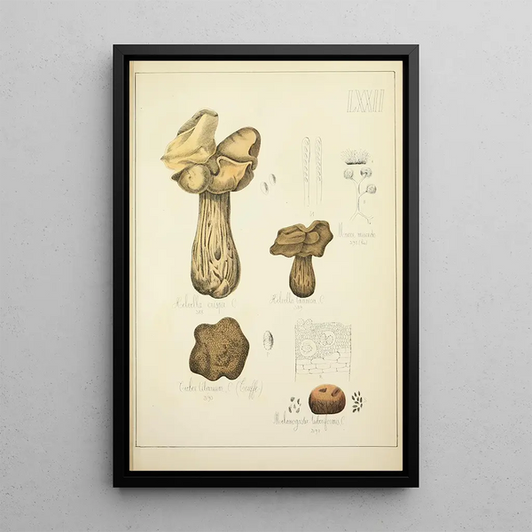 Historia natural de los hongos Pl72 - Guillaume Sicard — cuadro enmarcado en la pared