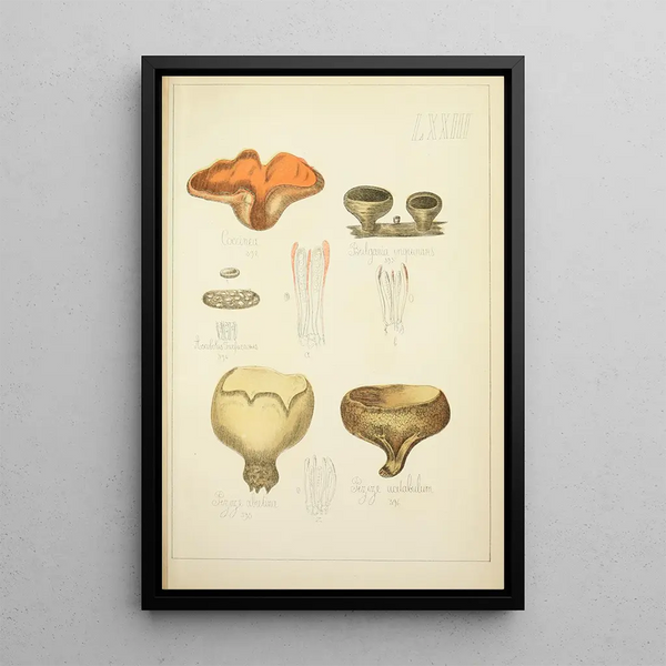 Historia natural de los hongos Pl73 - Guillaume Sicard — cuadro enmarcado en la pared