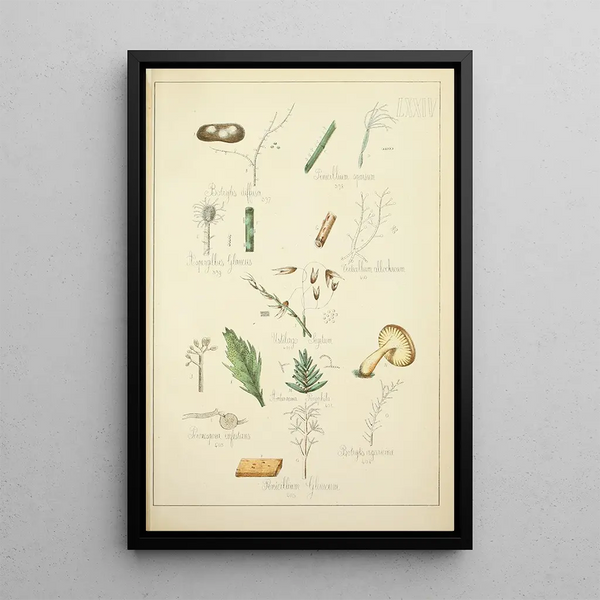 Historia natural de los hongos Pl74 - Guillaume Sicard — cuadro enmarcado en la pared