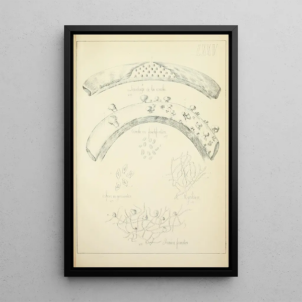 Historia natural de los hongos Pl75 - Guillaume Sicard — cuadro enmarcado en la pared