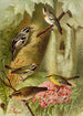 The World of North American Birds pl12 - Gustav Mützel — artwork view