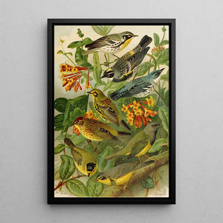 Gustav Mutzel - Die Nordamerikanische Vogelwelt pl14.webp