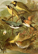 The World of North American Birds pl15 - Gustav Mützel — artwork view