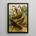 The World of North American Birds pl18 - Gustav Mützel — framed artwork on a wall