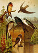 The World of North American Birds pl19 - Gustav Mützel — artwork view
