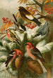 The World of North American Birds pl22 - Gustav Mützel — artwork view