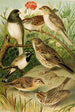 The world of North American birds pl24 - Gustav Mützel — artwork view