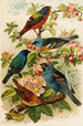The World of North American Birds pl28 - Gustav Mützel — artwork view