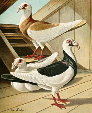 Gustav Prtz - C curvirostris Brm.webp