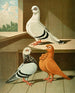 Do damascena Do bubon majeur - Gustav Prütz — artwork view