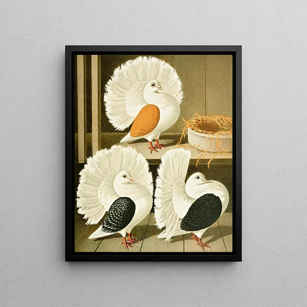 Gustav Prtz - C laticaudae.webp
