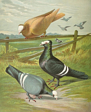 Gustav Prtz - C pileata.webp