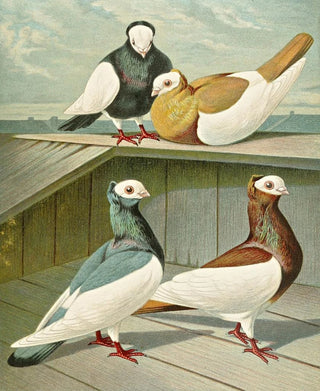Gustav Prtz - Ungarischer Weisskpfiger ElsterTmmler.webp