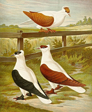 Gustav Prtz - Vollplattige oder Nrnberger Schwalbentaube.webp