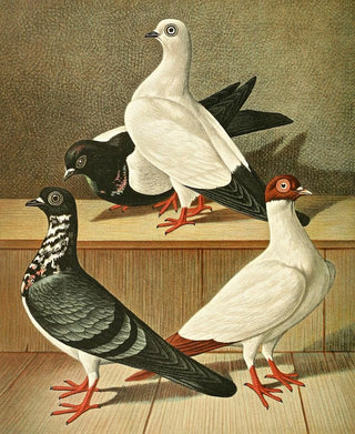 Gustav Prtz - Weiner Flachstirnige LangschnabelTmmler.webp