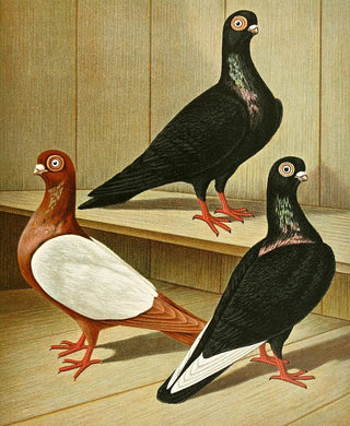 Gustav Prtz - Weiner Hochstirnige KurzschnabelTmmler.webp