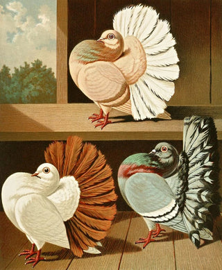 Gustav Prtz - Weissschwanz FarbenscwanzUnd Weissbindige Pfauentauben.webp