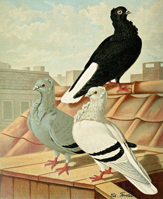 Gustav Prtz - Weissschwnzige Deutsche Mvchen Sticken.webp