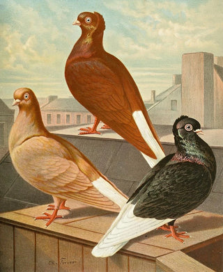 Gustav Prtz - Weissscwanzund WeisssschlagWeissscwanz Tmmler.webp