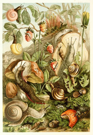 H Morin - Land molluscs.webp