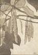 Bourgeon rouge sur fond gris - Hannah Borger Overbeck — artwork view