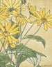 Sunflowers, perhaps Jerusalem artichokes - Hannah Borger Overbeck — artwork view