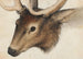 Head of a Deer - Hans Hug Kluber — artwork view