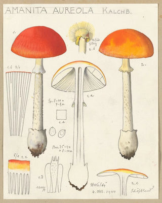 Hans Walty - Amanita aureola Kalchb.webp