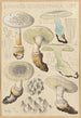 Amanite echinocephala - Hans Baldung — artwork view