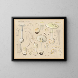 Amanite mappa - Hans Baldung — cuadro enmarcado en la pared