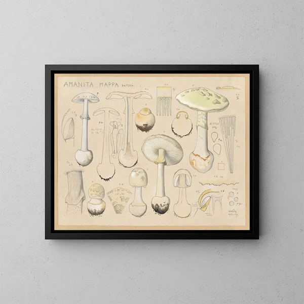 Amanite mappa - Hans Baldung — cuadro enmarcado en la pared