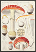 Amanite tue-mouches Linné - Hans Baldung — vista de la obra
