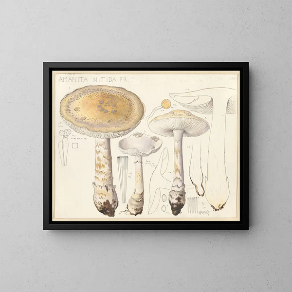 Amanita brillante - Hans Baldung — cuadro enmarcado en la pared