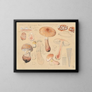 Hans Walty - Amanita rubescens Person Amanita pustulata Schff.webp