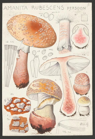Hans Walty - Amanita rubescens Persoon.webp