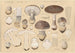 Amanita spissa Fr - Hans Baldung — vista de la obra