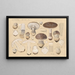 Amanita spissa Fr - Hans Baldung — cuadro enmarcado en la pared