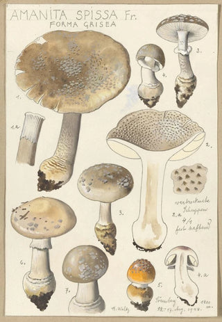 Hans Walty - Amanita spissa Fr forma grisea.webp