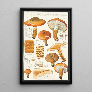 Hans Walty - Armillaria aurantia Schff Qul.webp