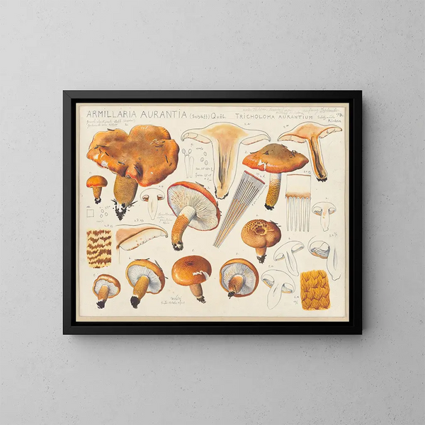 Armillaria aurantia Schff y Tricholoma aurantium Schff según Ricken - Hans Baldung — cuadro enmarcado en la pared