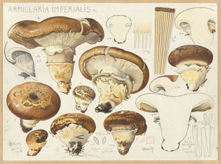 Armillaria impérialis - Hans Baldung — vista de la obra