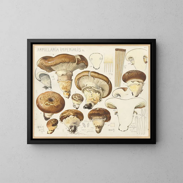 Armillaria impérialis - Hans Baldung — cuadro enmarcado en la pared