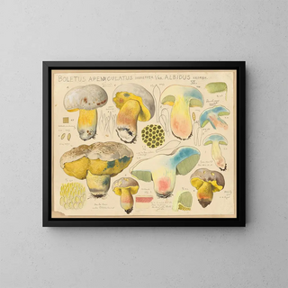Hans Walty - Boletus apendiculatus Schaeffer var albidus Krombh.webp