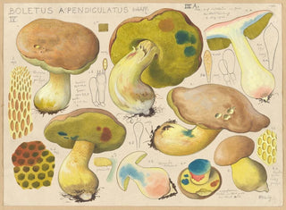 Boletus appendiculatus - Hans Baldung — vista de la obra